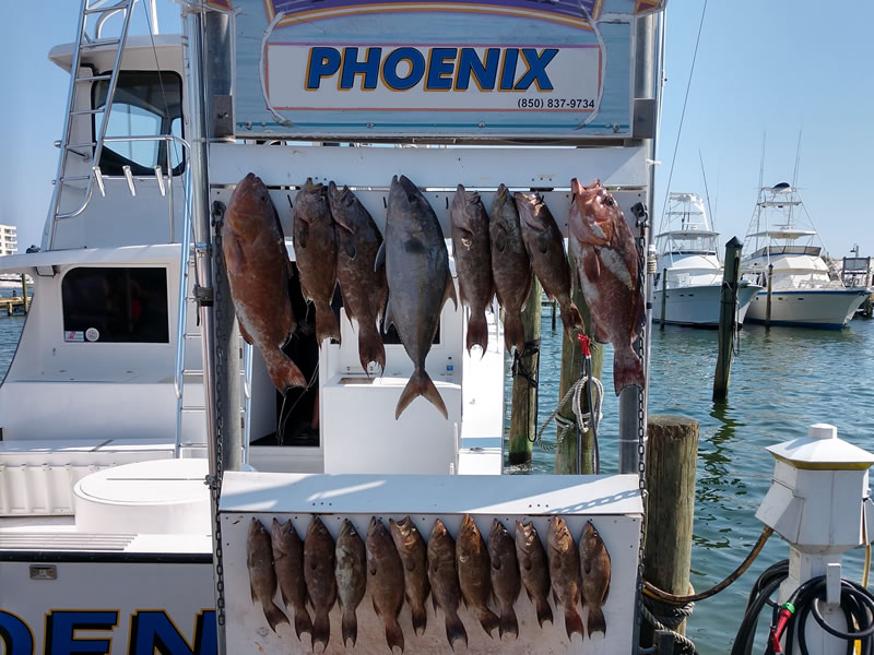 Charter Boat Phoenix Bottom Fishing Report